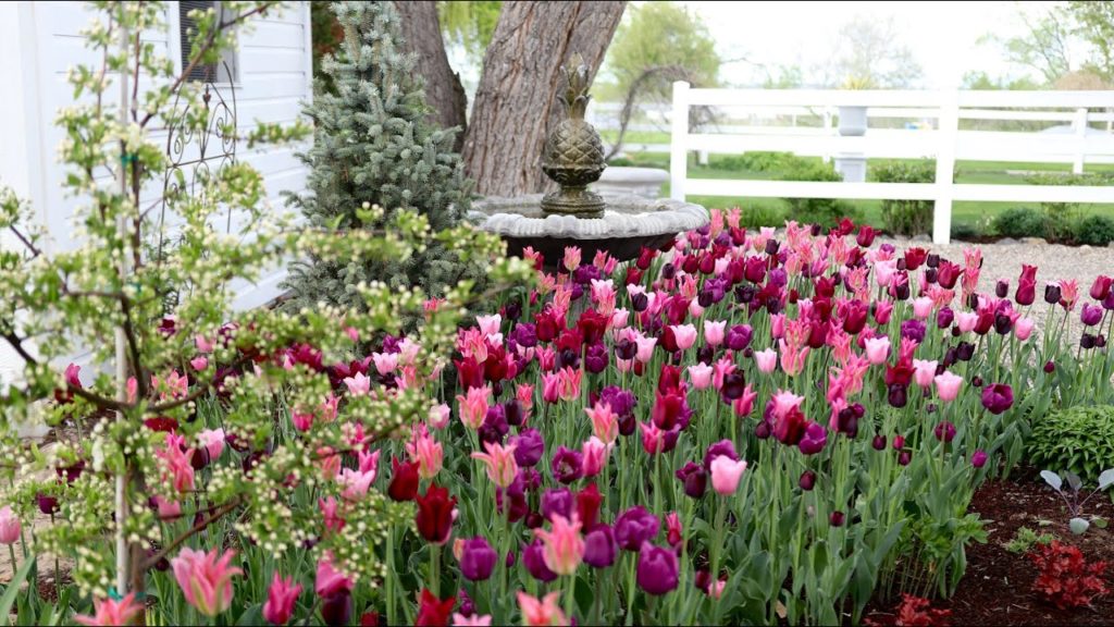 Before and After Planting Bulbs! (AMAZING TRANSFORMATION) 🌷💚