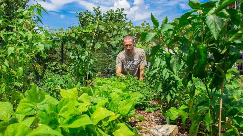 I wish they told me This when I first started Gardening, How to easily 10X your Harvest I wish they told me This when I first started Gardening, How to easily 10X your Harvest