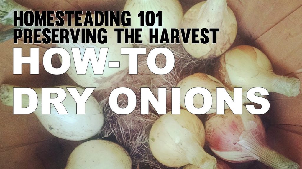 MIgardener: Homesteading 101 Preserving the harvest – Drying Onions Homesteading 101 Preserving the harvest - Drying Onions