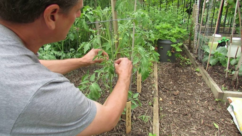 Gary Pilarchik: Tomato Plants: Staking, Removing Suckers, Single Stem Pruning and Cloning/Rooting – TRG 2016 Tomato Plants: Staking, Removing Suckers, Single Stem Pruning and Cloning/Rooting - TRG 2016