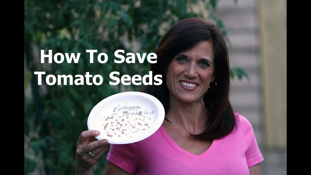 CaliKim: How to Save Tomato Seeds How to Save Tomato Seeds