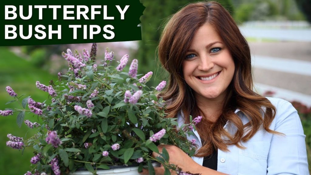 Garden Answer: Butterfly Bush Care Tips // Garden Answer Butterfly Bush Care Tips // Garden Answer