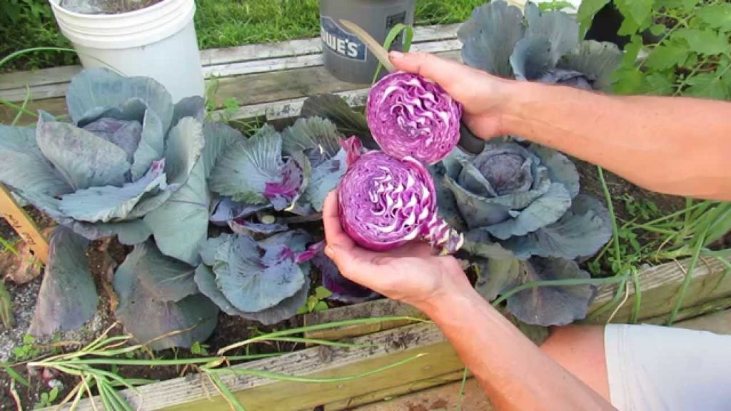 Gary Pilarchik: When to Harvest Red/Purple Cabbage: At About 75-90 Days – MFG 2014 When to Harvest Red/Purple Cabbage: At About 75-90 Days - MFG 2014
