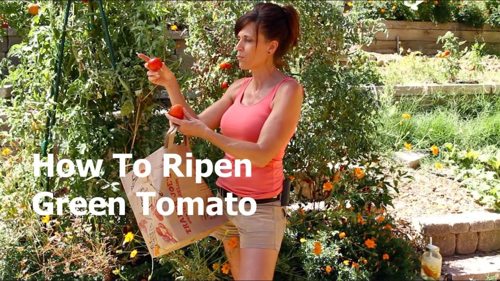 CaliKim: How to Ripen a Green Tomato off the Vine How to Ripen a Green Tomato off the Vine