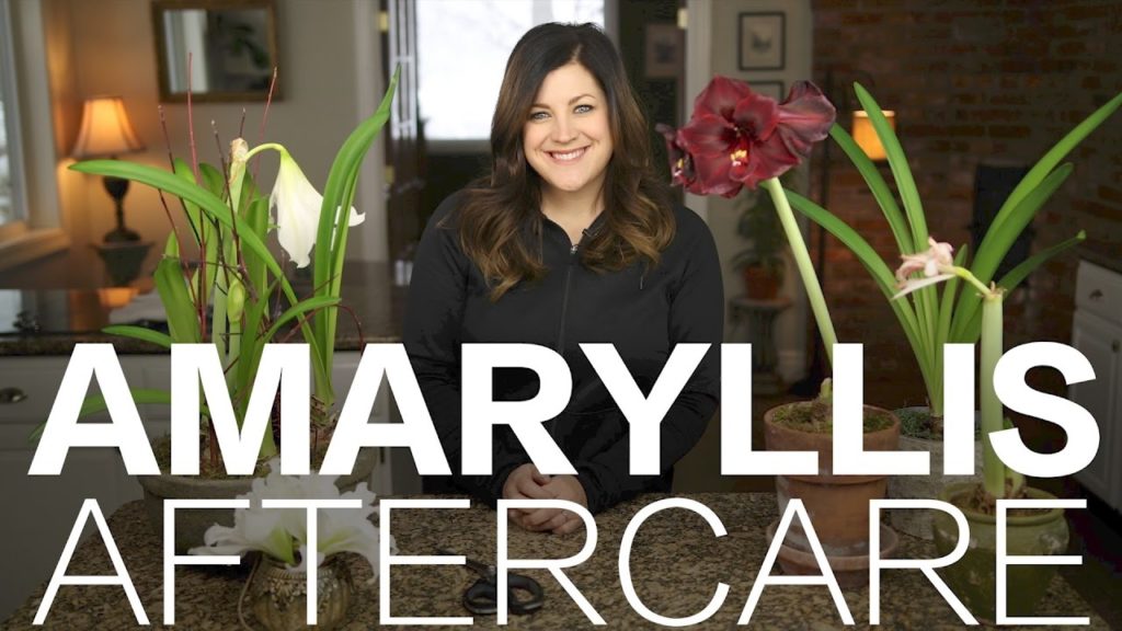 Garden Answer: Amaryllis Done Blooming? Here's What to Do // Garden Answer Amaryllis Done Blooming? Here's What to Do // Garden Answer