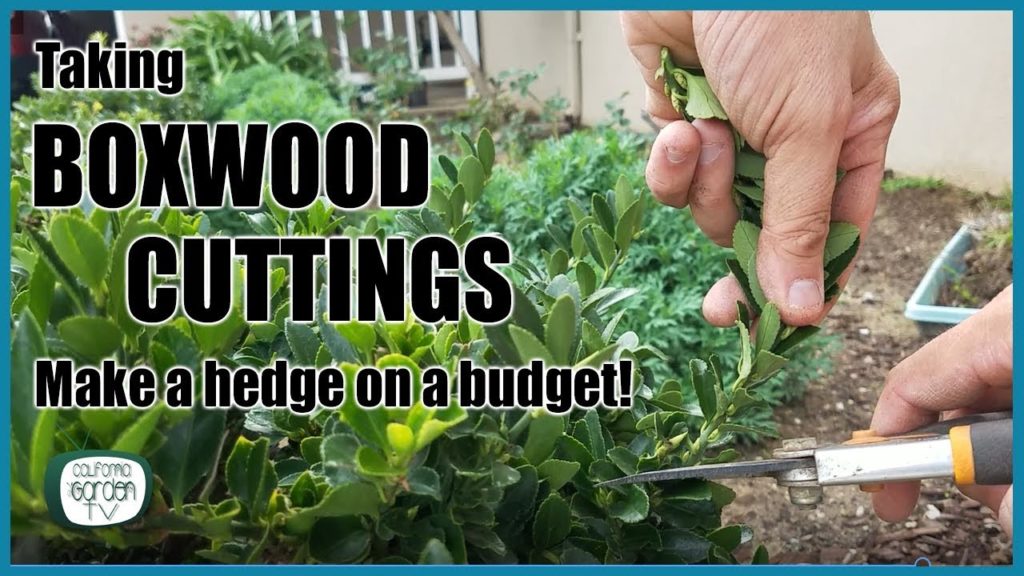 How to Take Boxwood Cuttings