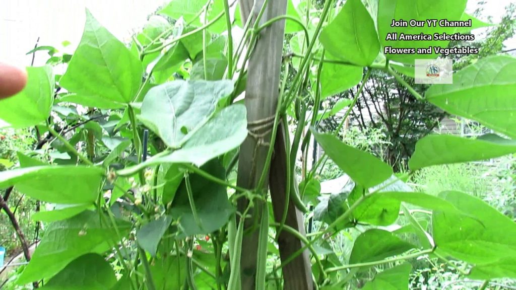 An Unstoppable Pole Bean 'Seychelles' for the Ground & Containers: Flower & Vegetable Profiles
