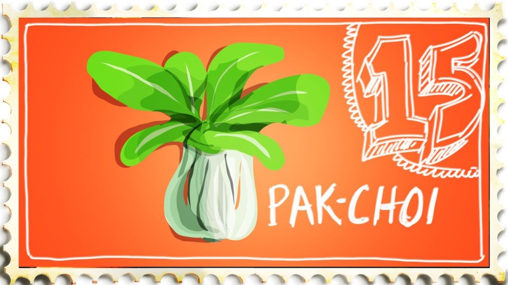 How to Grow Pak Choi - Suburban Homestead EP15