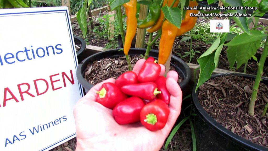 Two Great Sweet Container Peppers 'Cornito Gaillo' & 'Pretty N Sweet':  Flower  & Vegetable Profiles