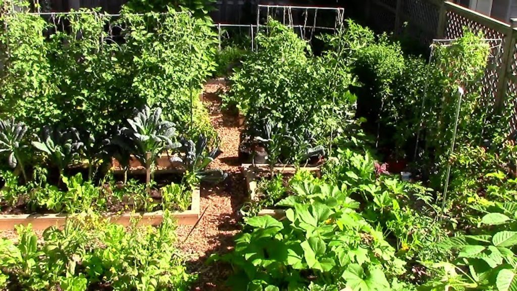 One Yard Revolution: How to Grow a lot of Food in a Small Garden – 9 EZ tips How to Grow a lot of Food in a Small Garden - 9 EZ tips