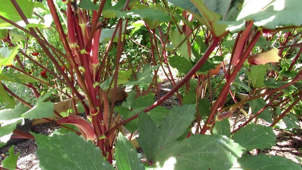Candle Fire Okra (AAS Winner) Grow 2 Plants in 1 Space - Double Yield: 'The Proof is in the Plant'