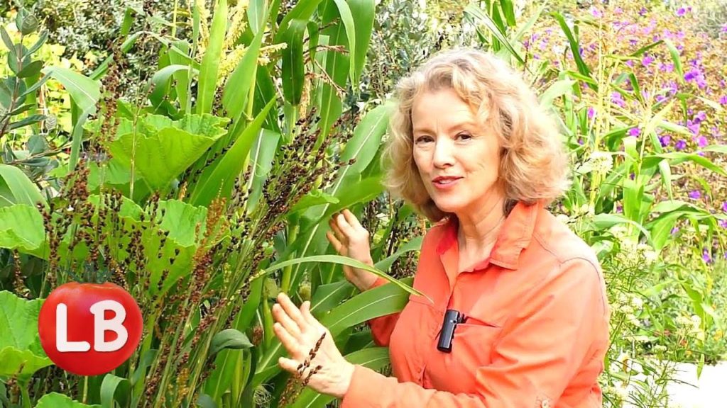 Grow Broomcorn for Brooms & Fall Decor | Late Bloomer | Episode 16