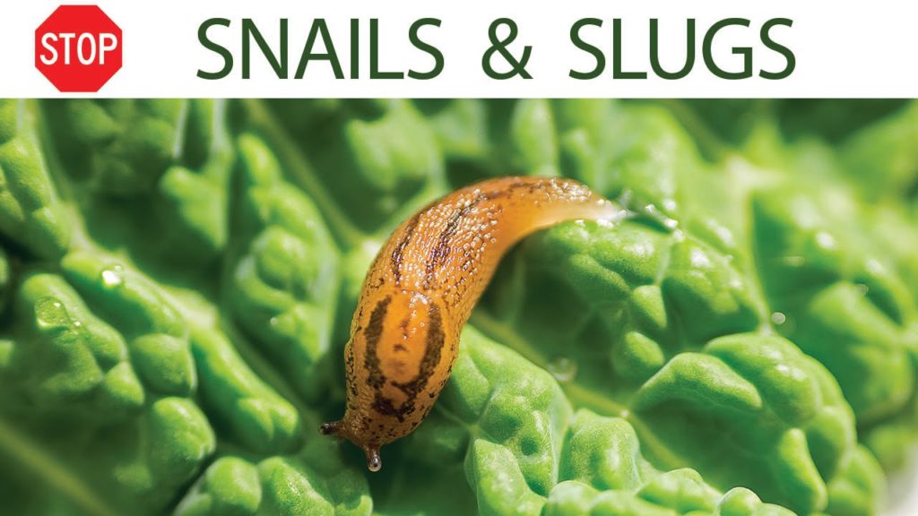 California Gardening: How to control snails & slugs in your garden – 5 EZ organic methods How to control snails & slugs in your garden - 5 EZ organic methods