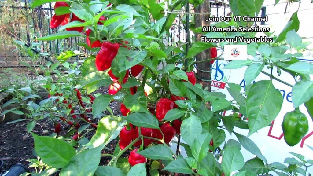 The 'Roulette Habanero' Pepper - No Heat, Prolific, Great Citrus Flavor: Flower & Vegetable Profiles