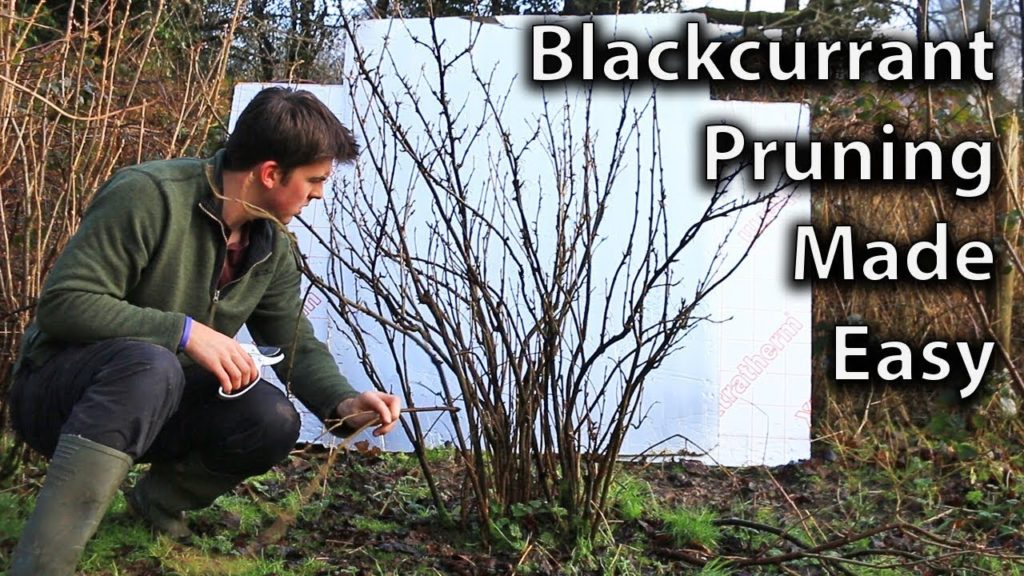 Huw Richards: Prune your Blackcurrants in No Time with the 3-Step Method! Prune your Blackcurrants in No Time with the 3-Step Method!
