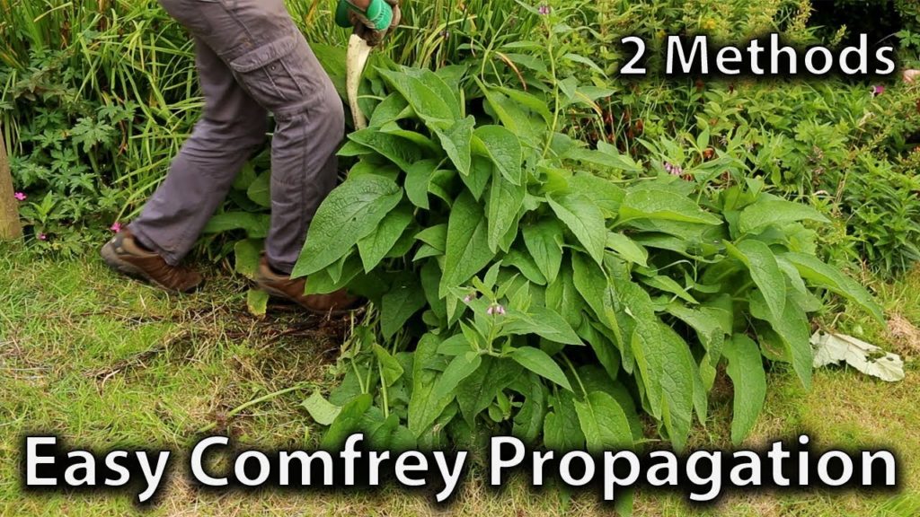 Huw Richards: 2 Methods of Comfrey Propagation 2 Methods of Comfrey Propagation