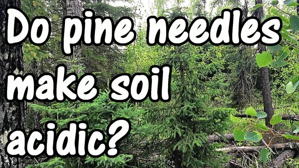 Do Pine Needles Make Soil More Acidic? Truth or Gardening Myth?