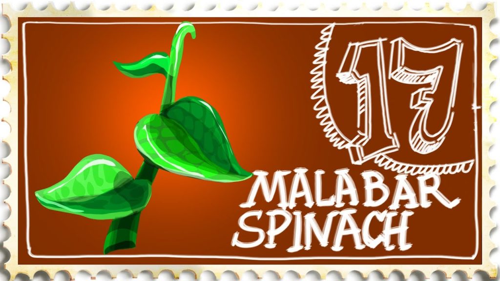 How to Grow Malabar Spinach from Seed or Cuttings - Suburban Homestead EP17