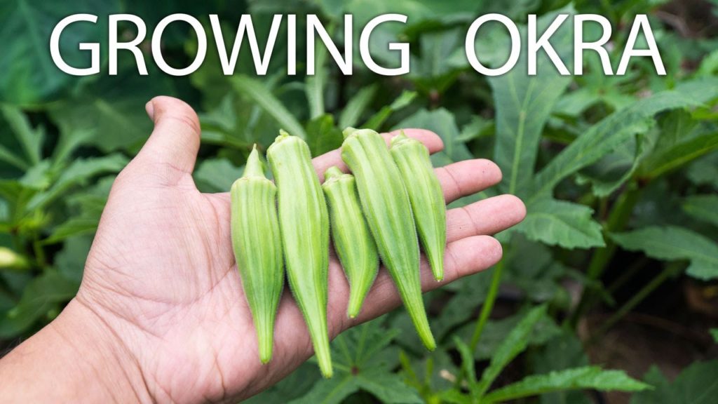 California Gardening: Growing Clemson Spineless Okra – Beautiful & Delicious Okra Growing Clemson Spineless Okra - Beautiful & Delicious Okra