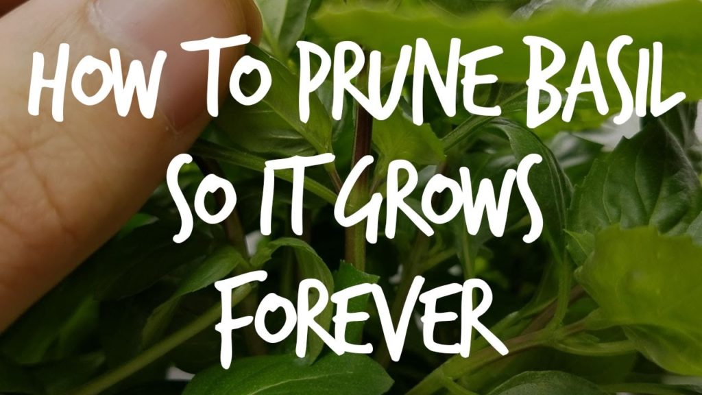 Epic Gardening: How to Prune Basil So It Grows Forever! How to Prune Basil So It Grows Forever!