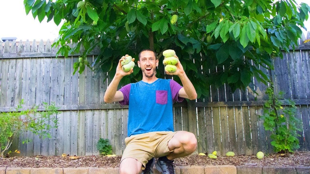 James Prigioni: My Secret RARE Fruit Tree, PAWPAWS!! My Secret RARE Fruit Tree, PAWPAWS!!