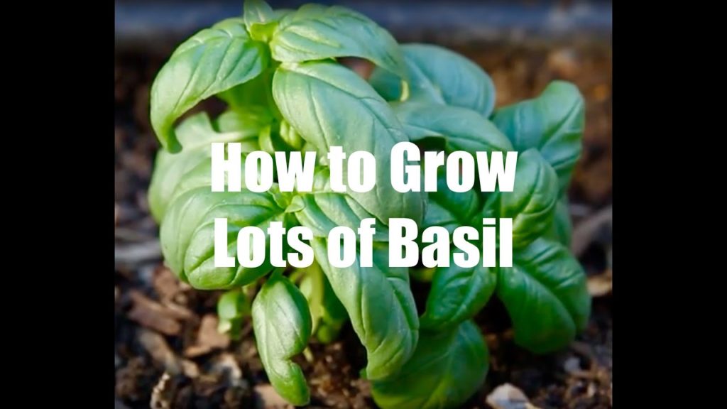 How To Grow Lots of Basil
