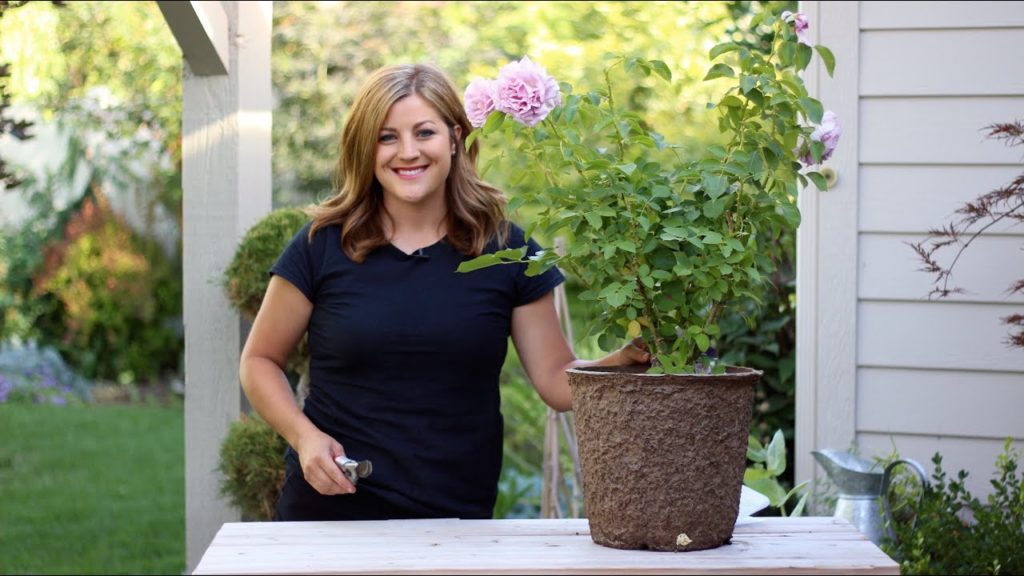 Garden Answer: How to Deadhead Roses How to Deadhead Roses