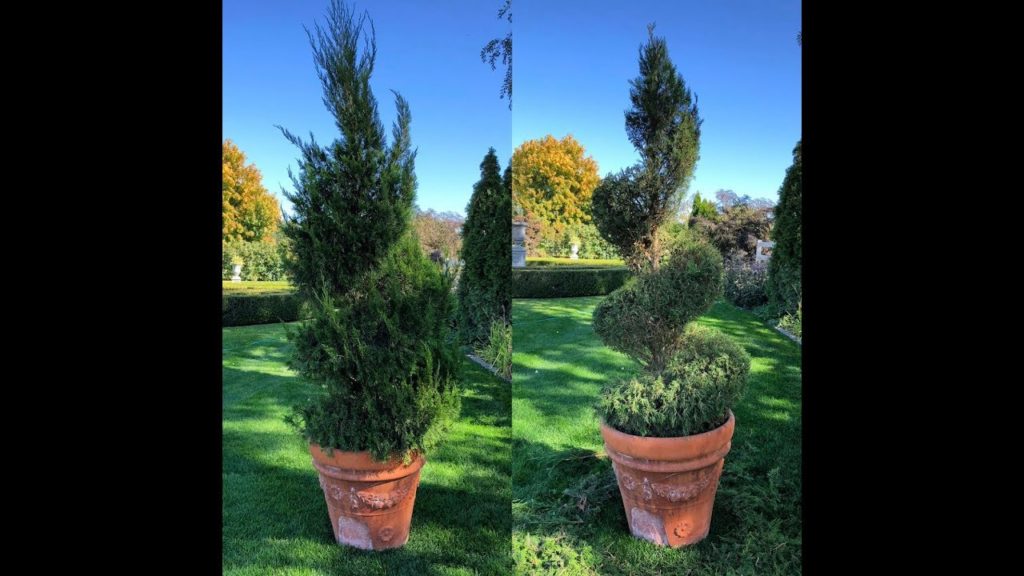 How I Trim Up My Topiaries! 🌿✂️