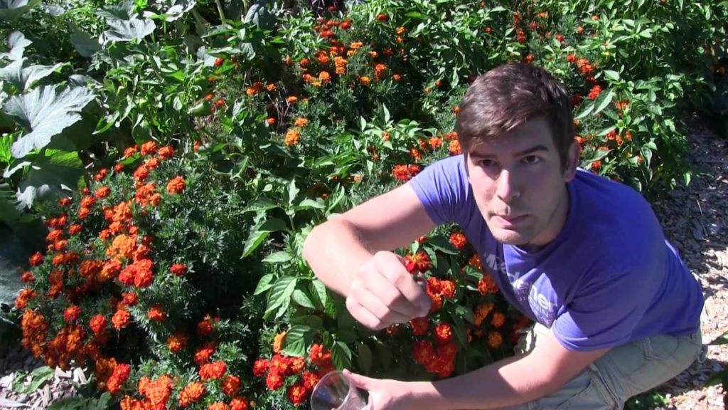 How to Save Marigold Seeds - Seed Saving Guide