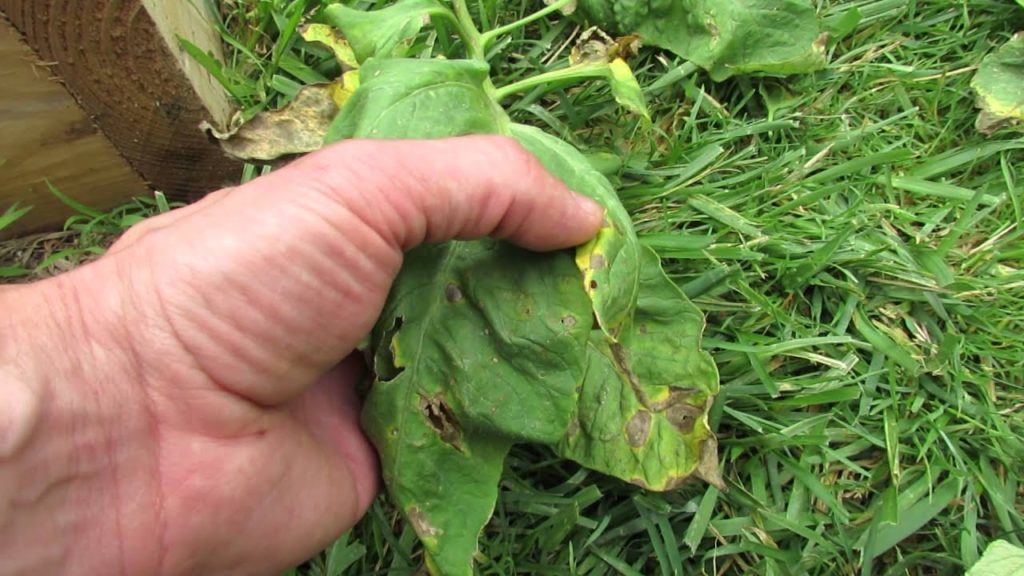 Identifying Tomato Diseases on Yellow Leaves: Pruning Prevention & Spraying - The Rusted Garden 2013