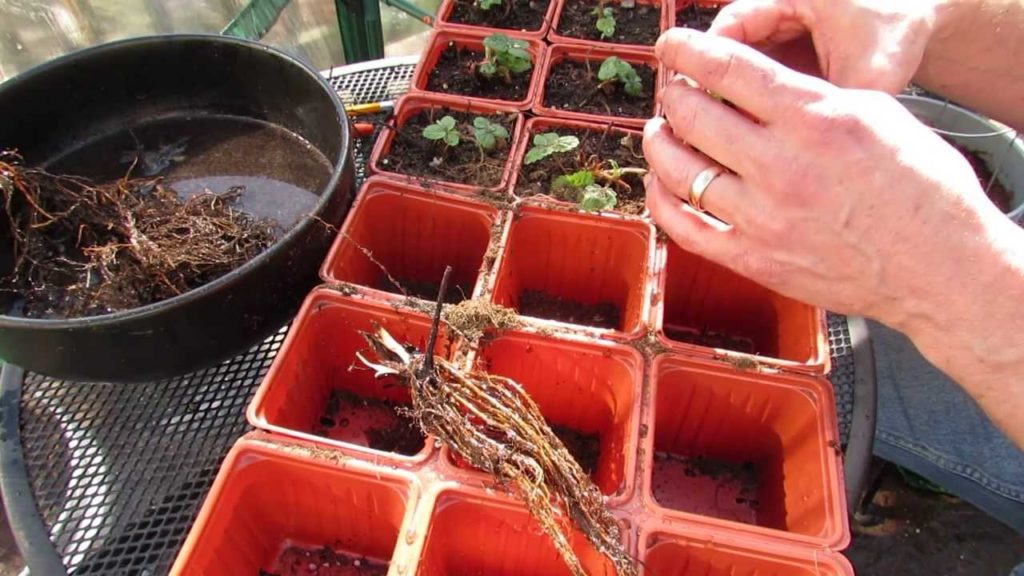 Gary Pilarchik: Planting and Preparing Strawberry Root Starts: Don't Bury the Crown – MFG 2014 Planting and Preparing Strawberry Root Starts: Don't Bury the Crown - MFG 2014