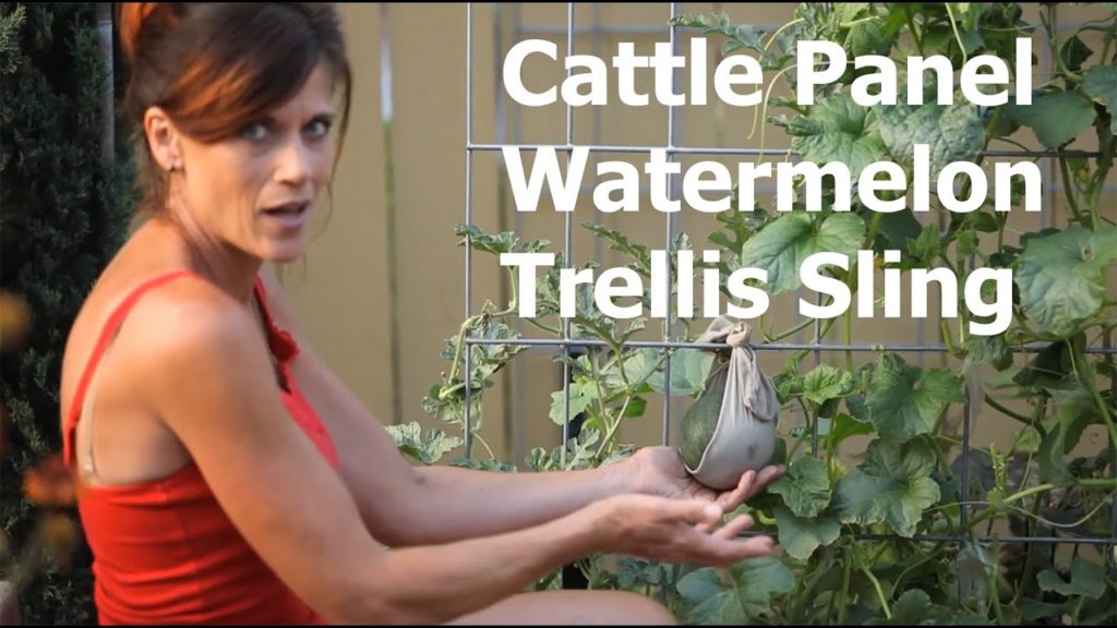 How to Make a Cattle Panel Watermelon Trellis Sling