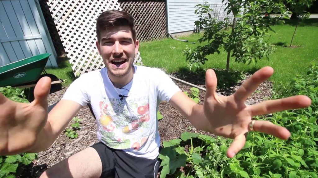 MIgardener: Troubleshooting: Squash Plant Only Producing Male Flowers! Why & What Can You Do? Troubleshooting: Squash Plant Only Producing Male Flowers! Why & What Can You Do?
