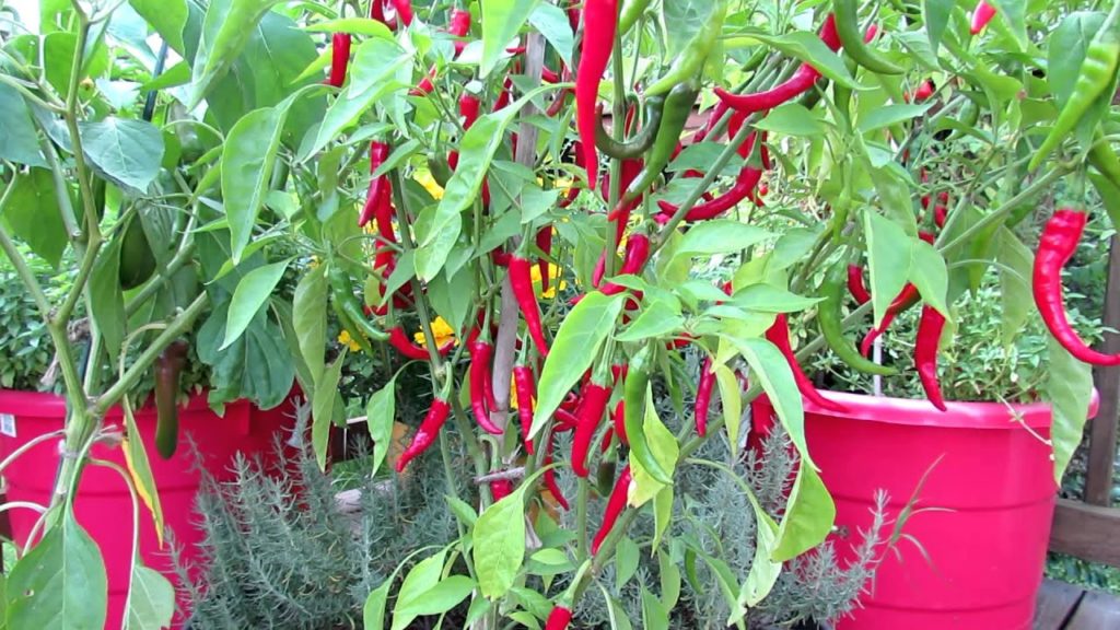 Gary Pilarchik: Container Gardening: The Cayenne Pepper Container Gardening: The Cayenne Pepper