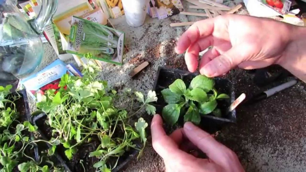 Gary Pilarchik: How to Seed Start Stevia and Transplant It: Super Sweet & Super Hard to Germinate – MFG 2014 How to Seed Start Stevia and Transplant It: Super Sweet & Super Hard to Germinate - MFG 2014