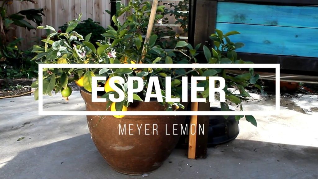 Meyer Lemon Espalier