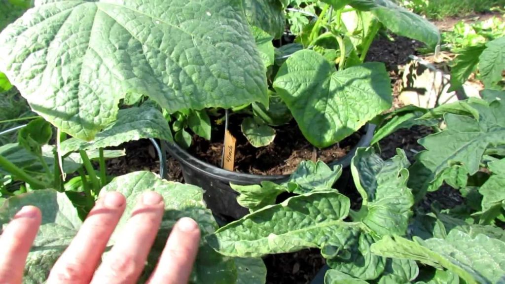 TRG 2012: Curing Yellowing Cucumber Leaves with Epsom Salt/Magnesium