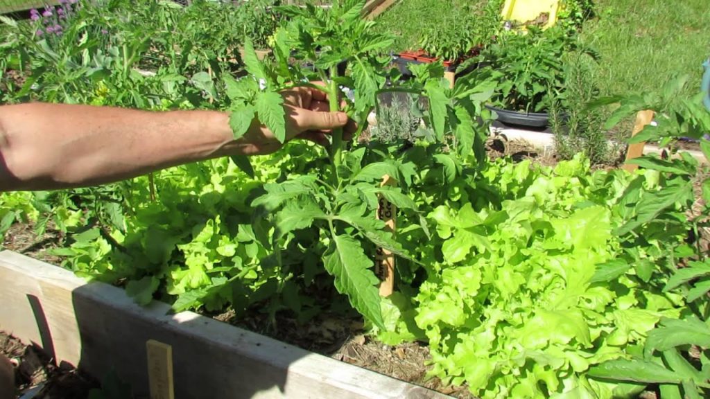 Gary Pilarchik: When and How to Prune Tomato Plant Suckers & Leaves: Disease Control – MFG 2014 When and How to Prune Tomato Plant Suckers & Leaves: Disease Control - MFG 2014