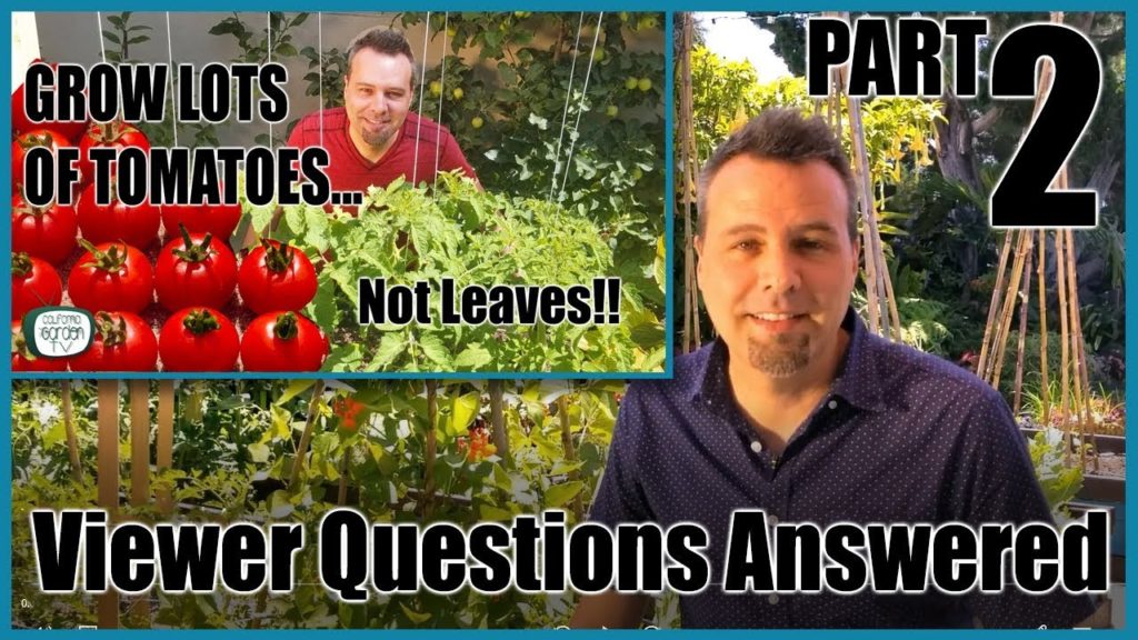 Grow Lots of Tomatoes... Not Leaves Part 2 // YOUR QUESTIONS ANSWERED