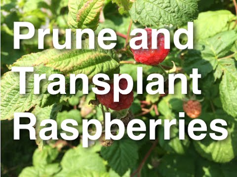 Alberta Urban Garden: How to Grow, Prune and Transplant Raspberries How to Grow, Prune and Transplant Raspberries
