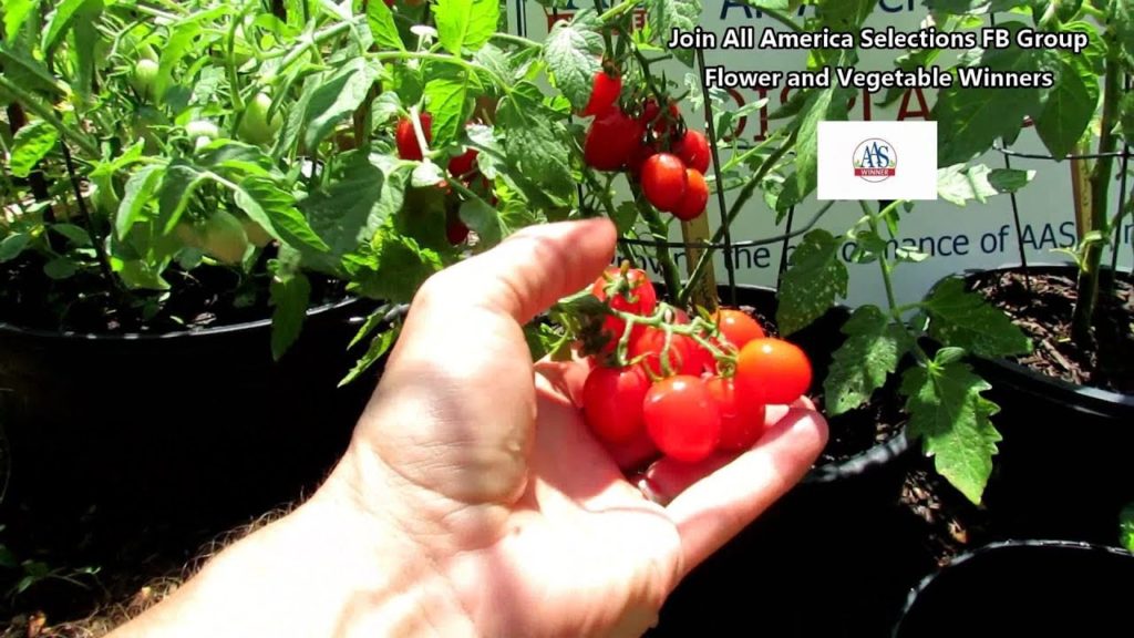 All-America Selections Flowers & Vegetables: AAS Tomato Profile: 'Fantastico' Grape Type a 2014 All America Selections Winner AAS Tomato Profile: 'Fantastico' Grape Type a 2014 All America Selections Winner