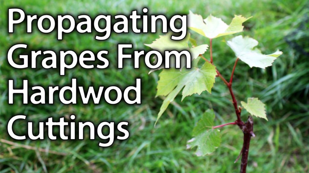 Huw Richards: How to Propagate Grape Vines from Hardwood Cuttings Successfully How to Propagate Grape Vines from Hardwood Cuttings Successfully