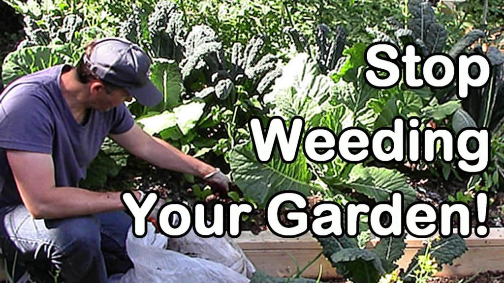 To Weed the Garden. Weed ~the one’s Gardener~. Weeds in the Garden. Ways to Control Weeds in Garden Beds with the help of Shelter. This our garden