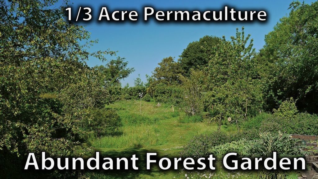 Abundant Permaculture Forest Garden (25 Years Old)
