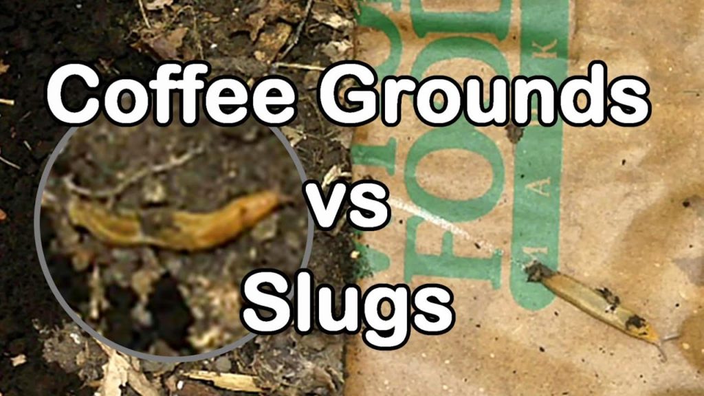 One Yard Revolution: Slug Wars Trilogy pt. 1 – Coffee Grounds vs Slugs Slug Wars Trilogy pt. 1 - Coffee Grounds vs Slugs