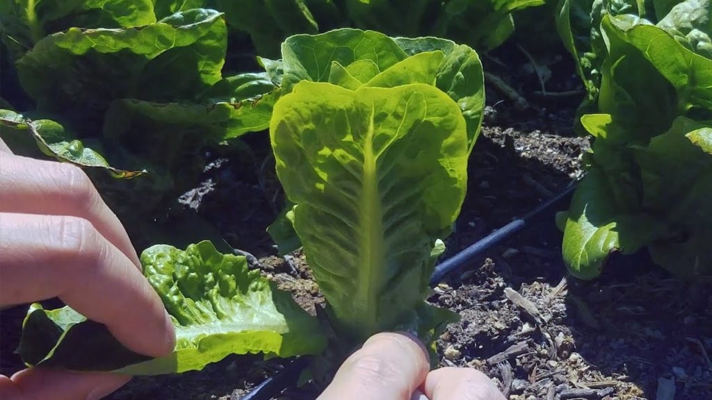 Epic Gardening: Maximize Harvesting Lettuce With The Cut and Come Again Method Maximize Harvesting Lettuce With The Cut and Come Again Method