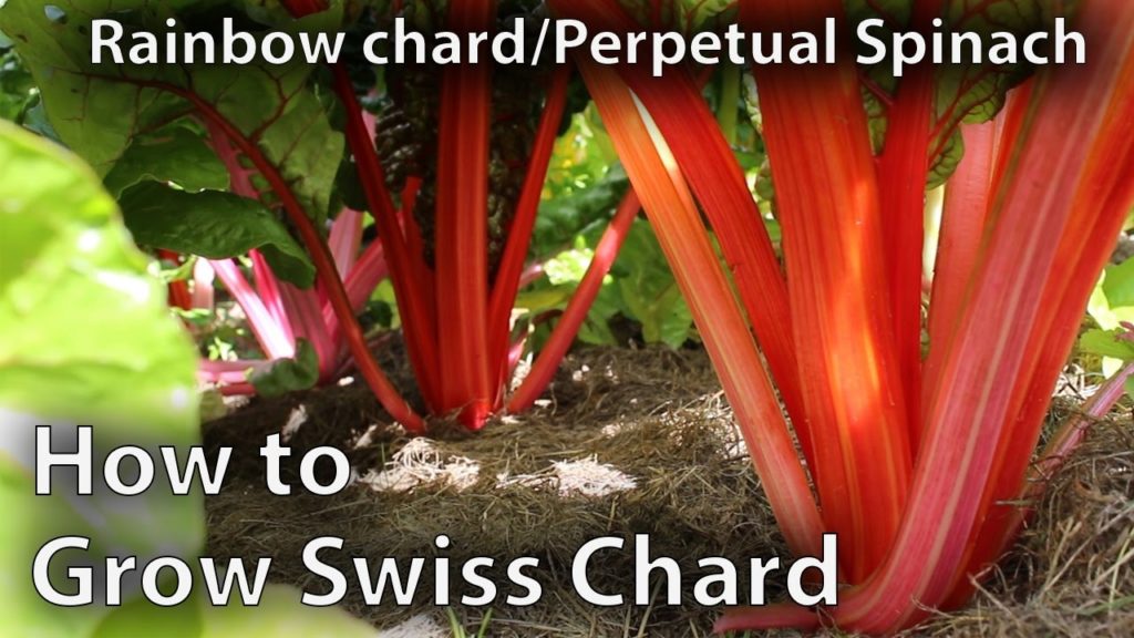 How to Grow Swiss Chard in Abundance