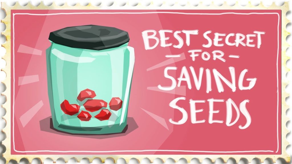 Siloé Oliveira: How to Save Seeds – The Best Secret Ever! How to Save Seeds - The Best Secret Ever!