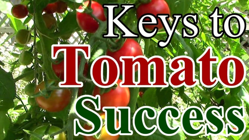 2 Min. Tip: Our Keys to Tomato Growing Success