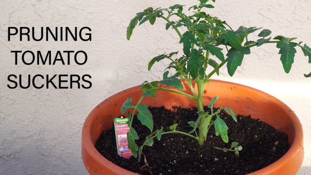 Pruning Tomato Suckers - How To Prune Tomato Plants For Big Harvests